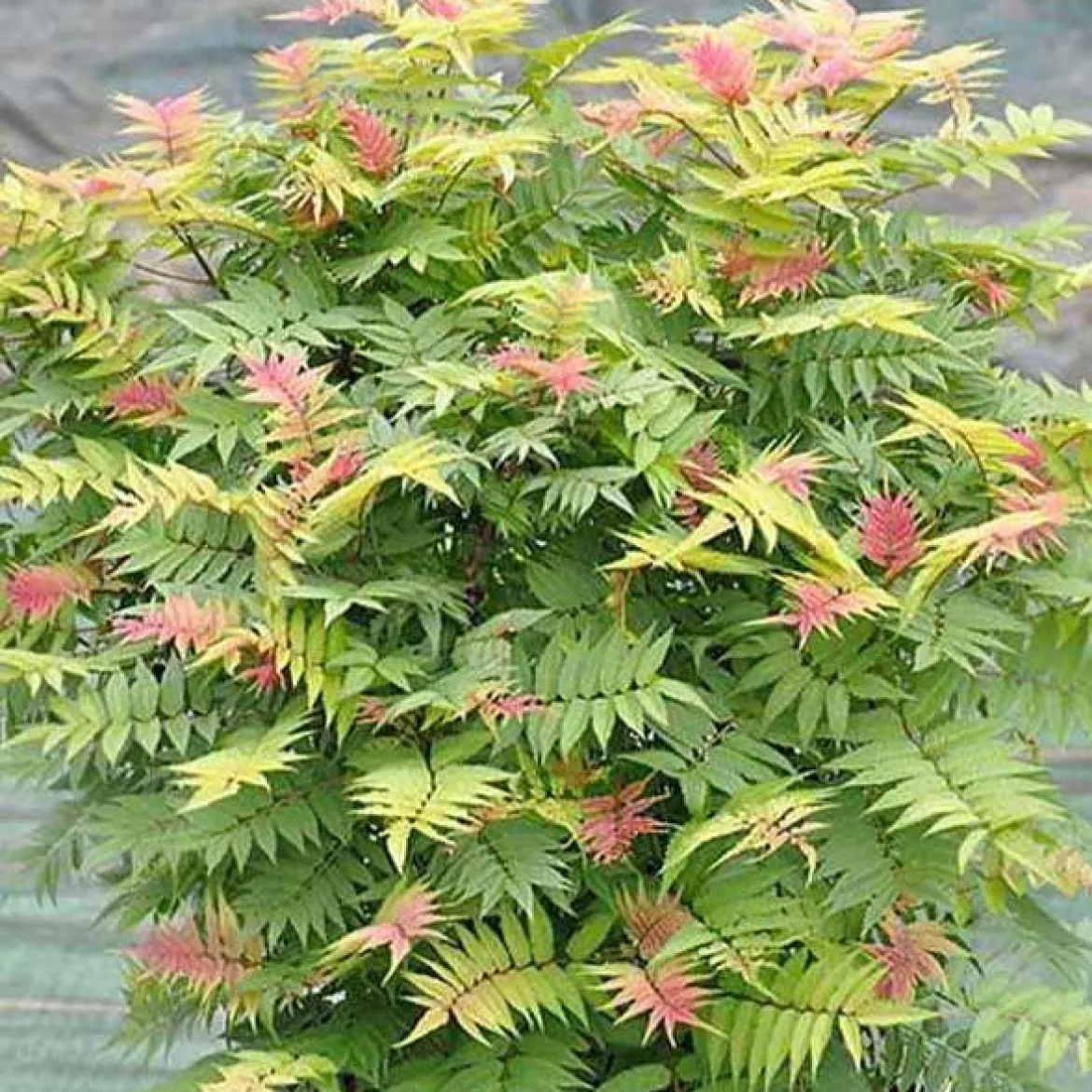 Sorbaire Pink Hopi® - Nuage rose tout l'été