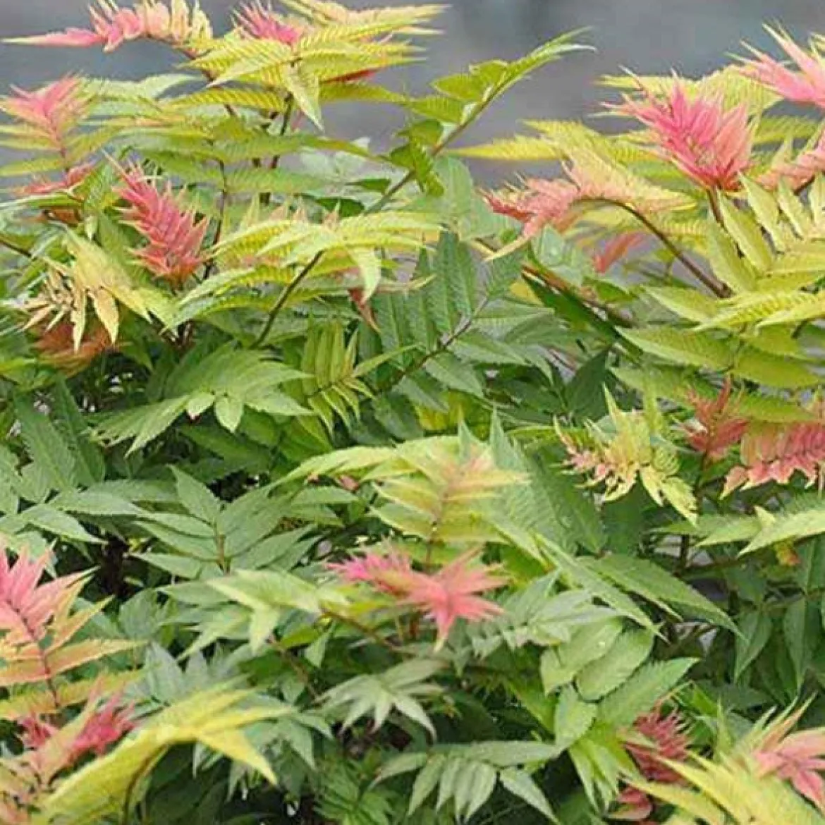 Sorbaire Pink Hopi® - Nuage rose tout l'été