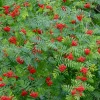 Sorbier des oiseleurs - Oiseaux garantis au jardin