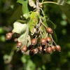 Sorbier torminal - Alisier torminal - L'arbre indigène qui dure