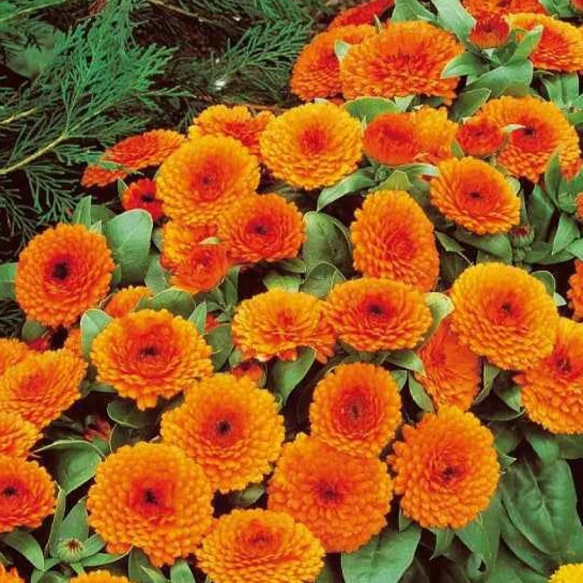 Souci double Orange Gitana - Fleurs orange et comestibles