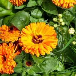 Souci double Orange Gitana - Fleurs orange et comestibles
