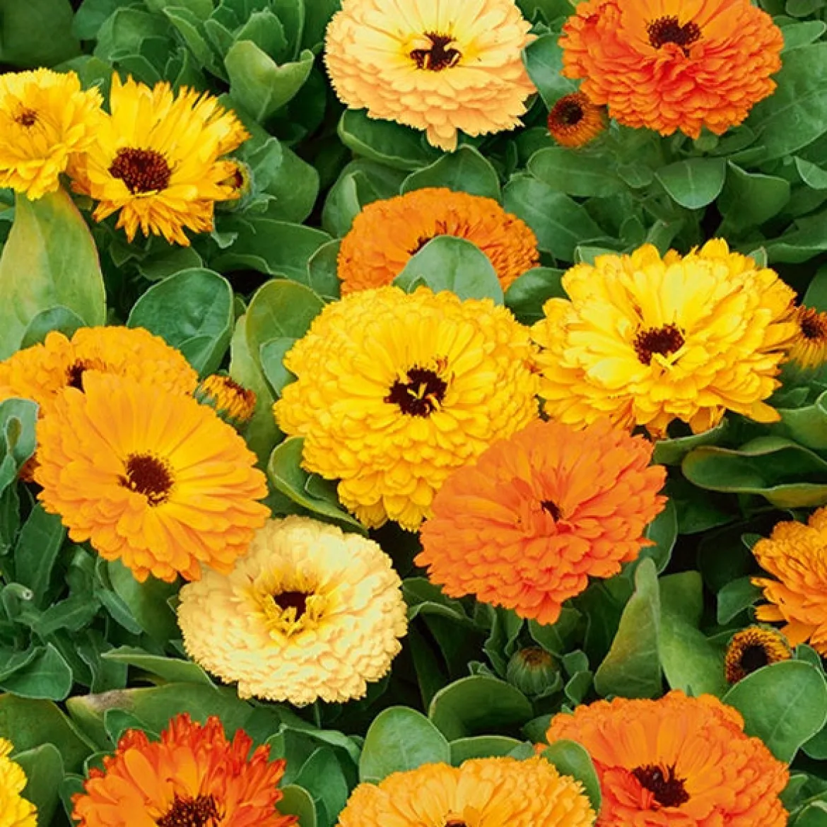 Soucis doubles en mélange - Des fleurs à croquer