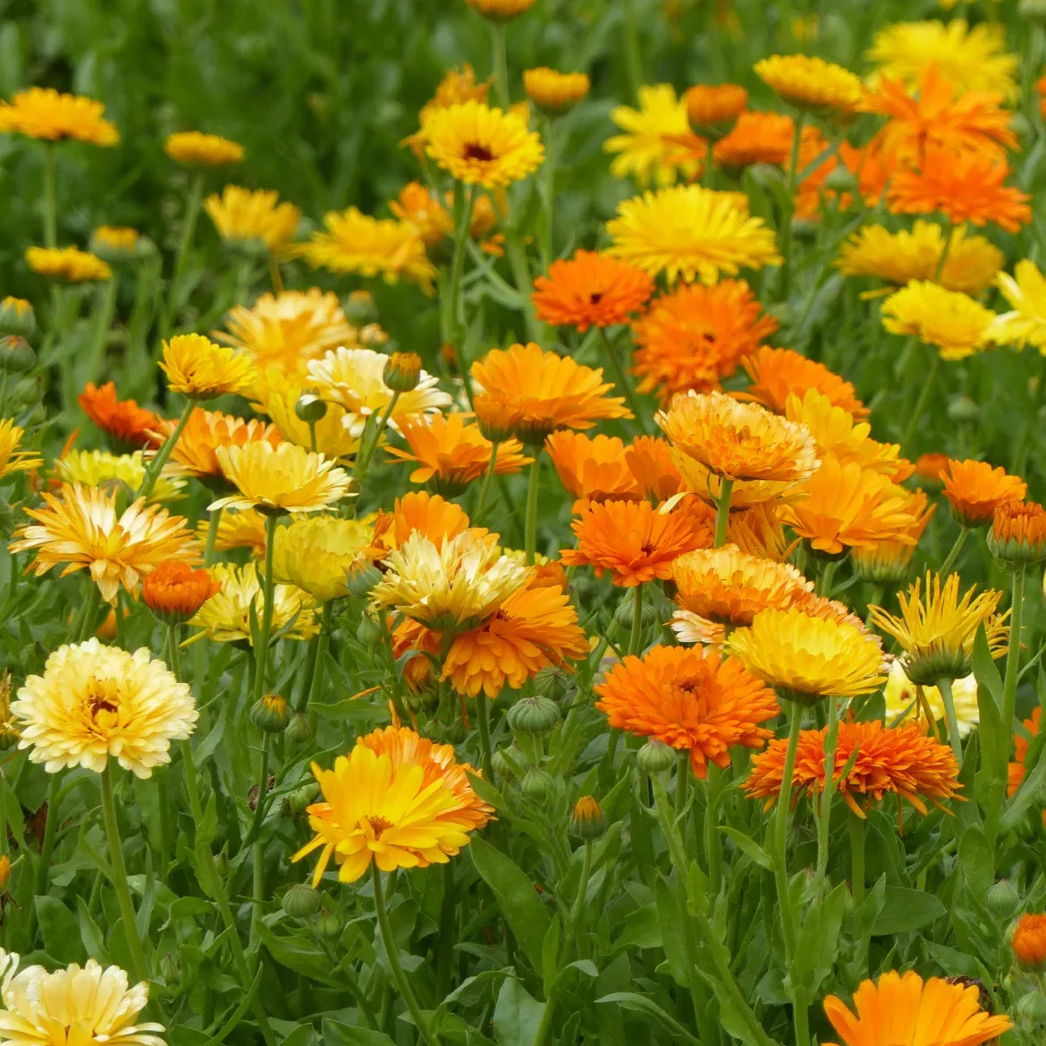 Soucis doubles en mélange - Des fleurs à croquer