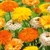 3 Soucis résistants au froid en mélange - Des fleurs 9 mois par an
