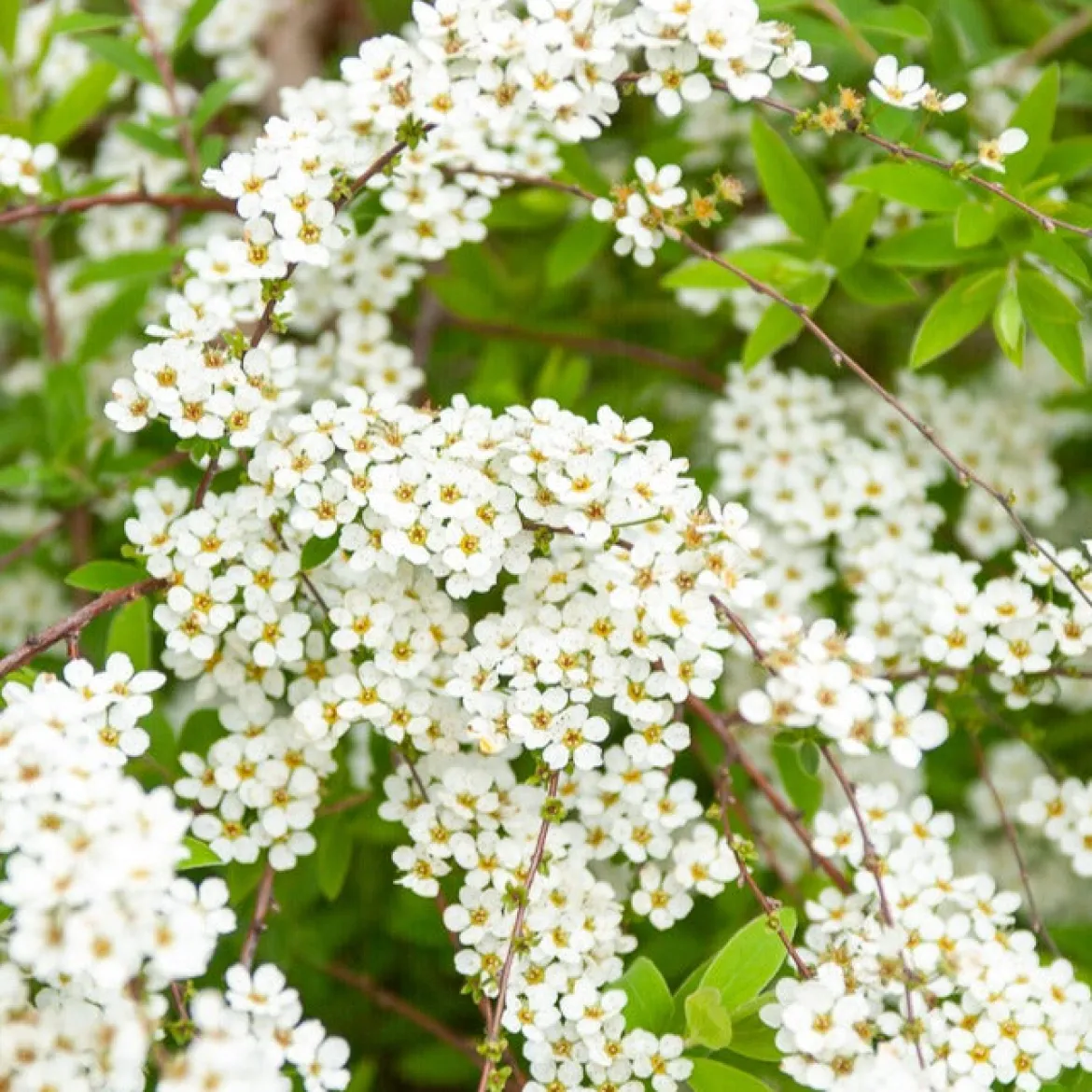 Spiraea dentelée - Cascade de fleurs blanches