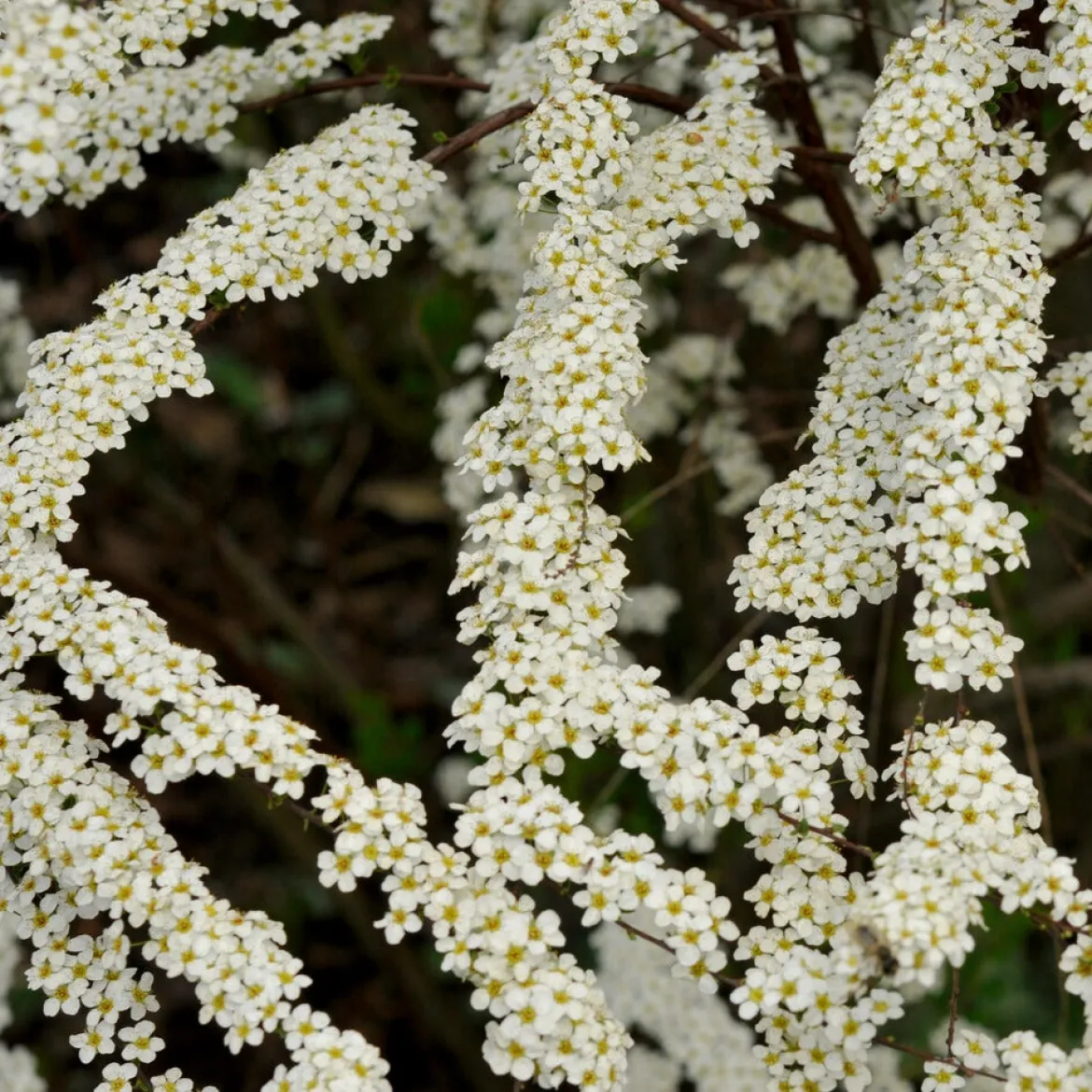 Spiraea dentelée - Cascade de fleurs blanches