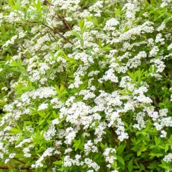 Spiraea dentelée - Cascade de fleurs blanches