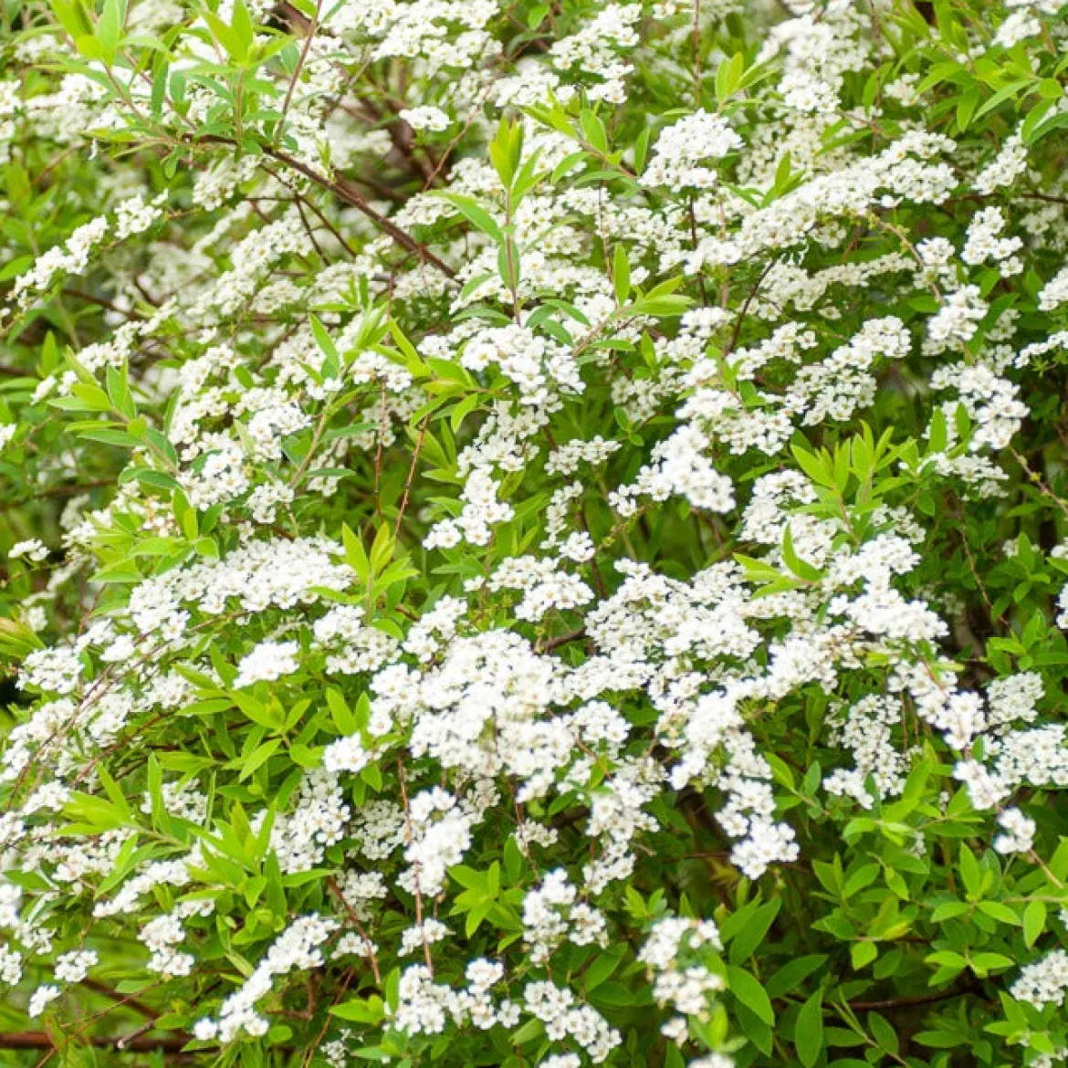 Spiraea dentelée - Cascade de fleurs blanches