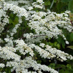Spiraea dentelée - Cascade de fleurs blanches