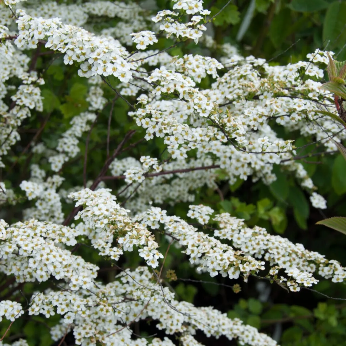 Spiraea dentelée - Cascade de fleurs blanches