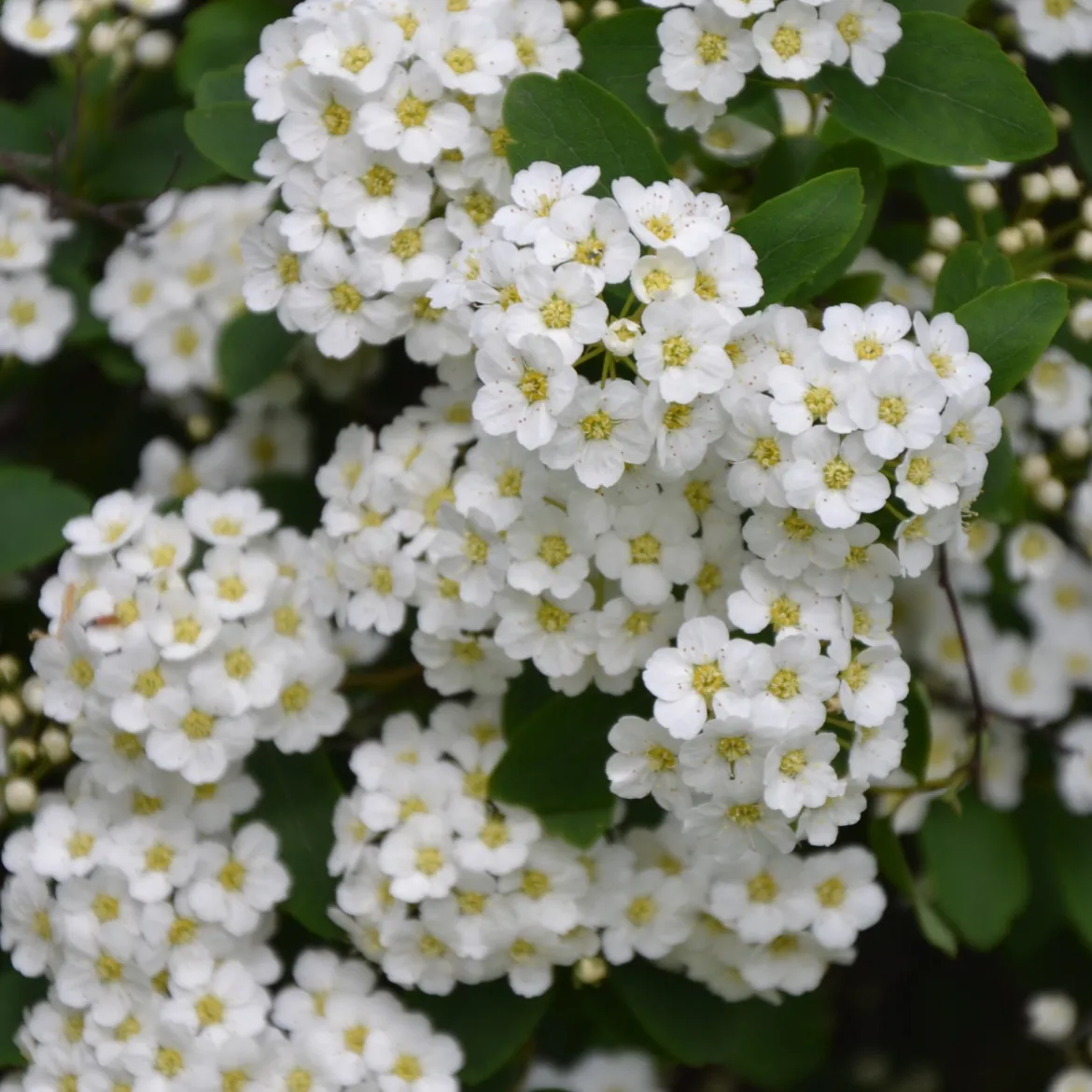 Spirée de Thunberg - La 1ère floraison du jardin