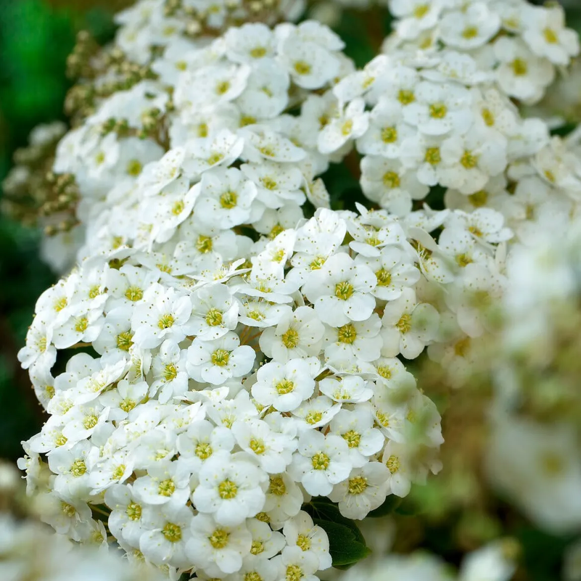 Spirée de vanhoutte - Cascade de fleurs au jardin