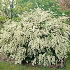Spirée de vanhoutte - Cascade de fleurs au jardin