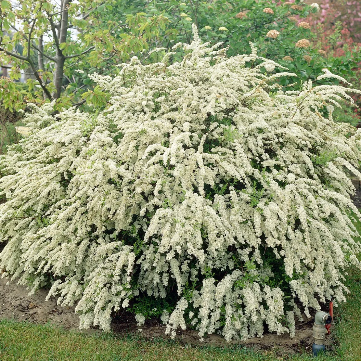 Spirée de vanhoutte - Cascade de fleurs au jardin