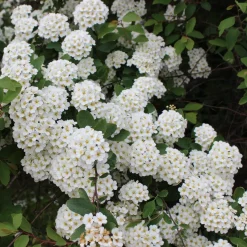 Spirée de vanhoutte - Cascade de fleurs au jardin