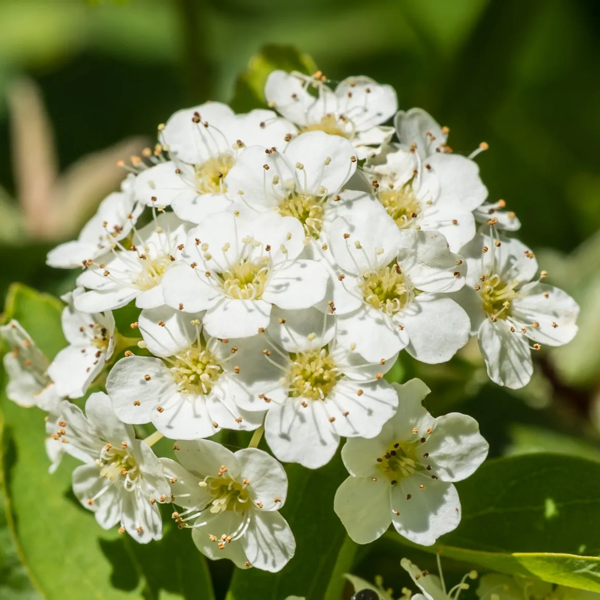 Spirée de vanhoutte - Cascade de fleurs au jardin