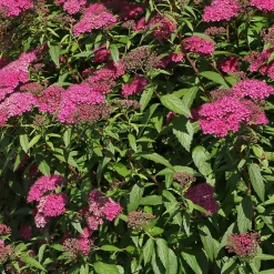 Spirée du Japon 'Anthony Waterer' - Une vague fuchsia tout l'été