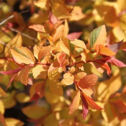 Spirée du Japon Firelight - Un feuillage qui change tout