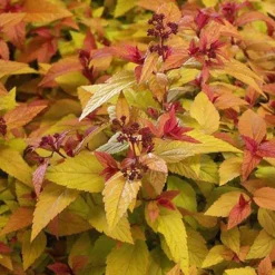Spirée du Japon Hubert Gold - Le feuillage or facile