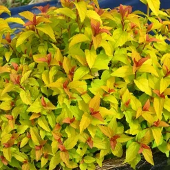 Spirée du Japon Merlo® Gold - Le jaune qui illumine
