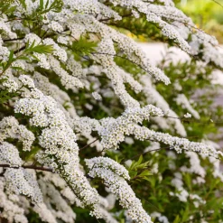 Spirée du Japon Snowmound - Une cascade de fleurs blanches