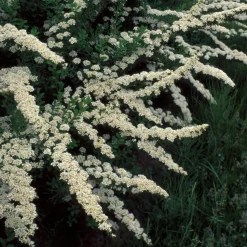 Spirée du Japon Snowmound - Une cascade de fleurs blanches