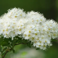 Spirée du Japon Snowmound - Une cascade de fleurs blanches