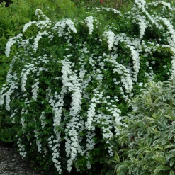 Spirée du Japon Snowmound - Une cascade de fleurs blanches