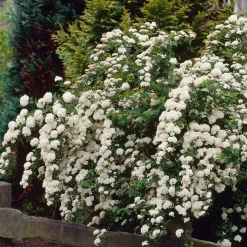Spirée du Japon Snowmound - Une cascade de fleurs blanches