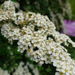 Spirée du Japon Snowmound - Une cascade de fleurs blanches