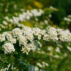 Spirée du Japon Snowmound - Une cascade de fleurs blanches