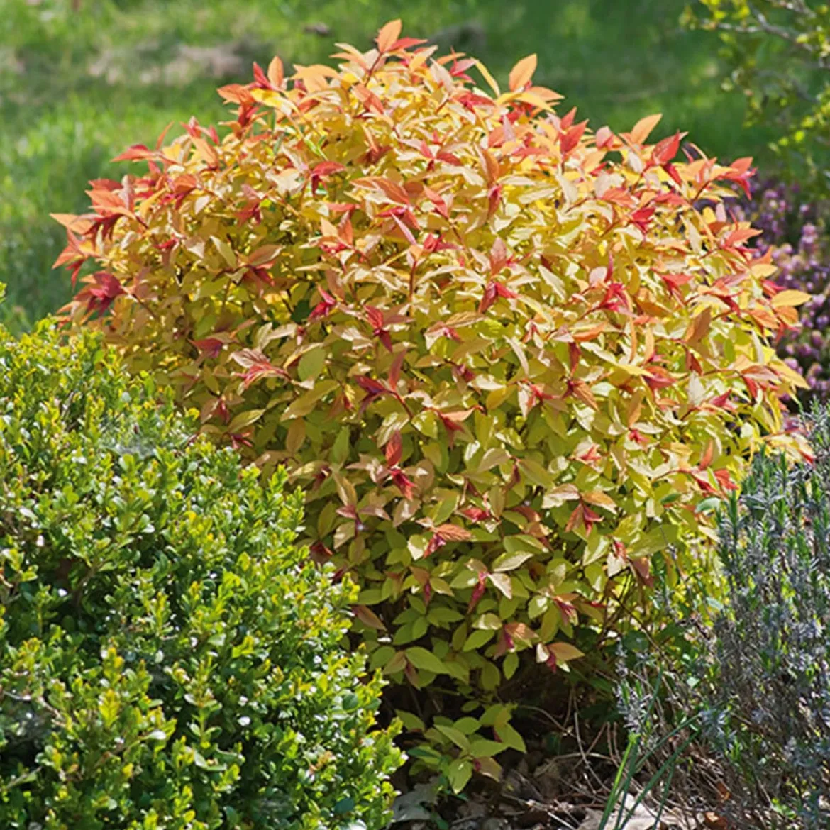 Spirée 'Goldflame' - Un feuillage qui change tout