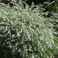 Spirée 'Grefsheim' - Nuage blanc dès mars