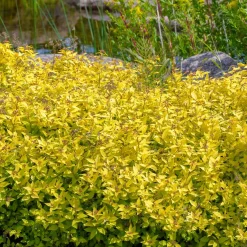 Spirée japonaise Goldmound - La couleur sans effort