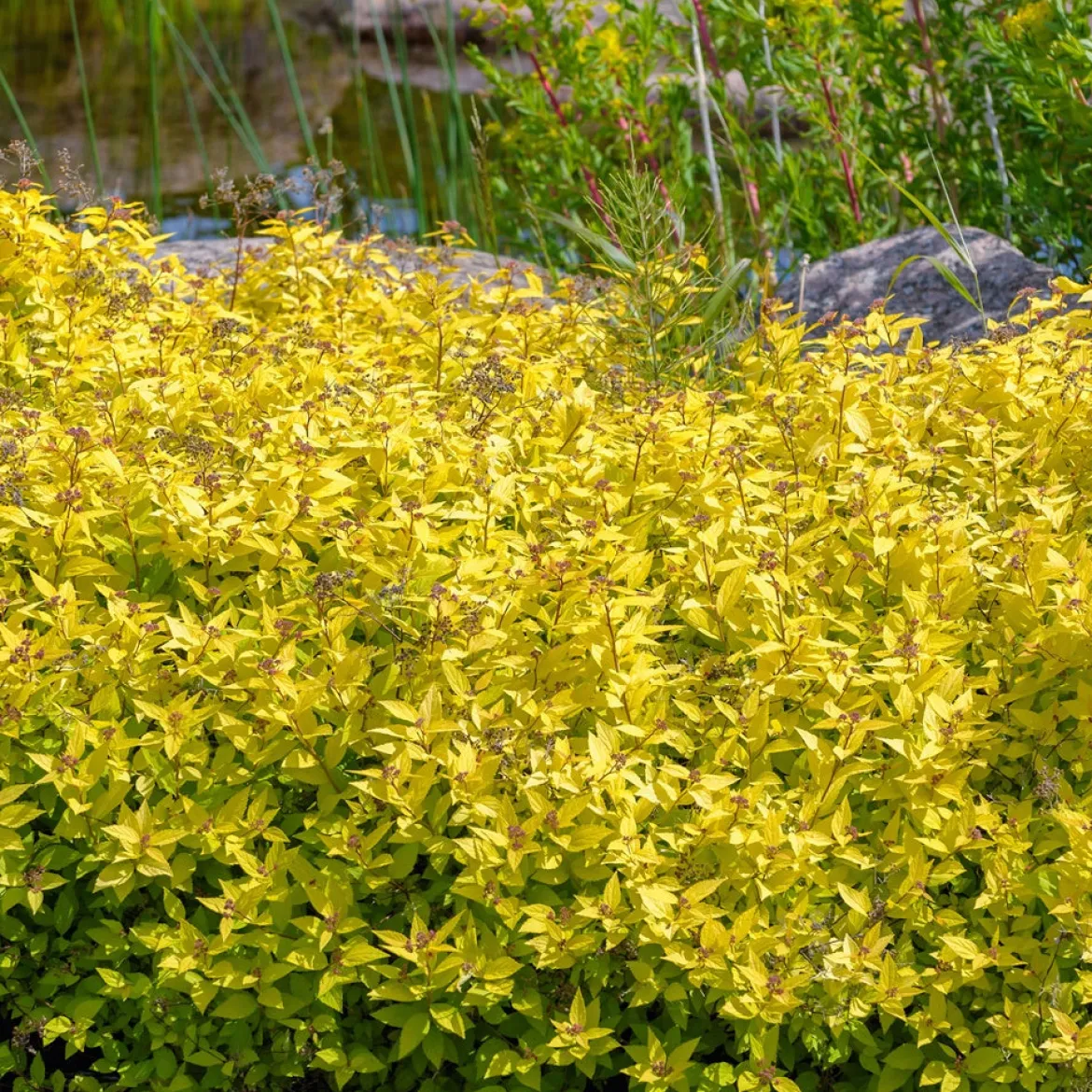 Spirée japonaise Goldmound - La couleur sans effort