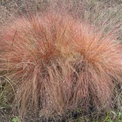 Sporobole à glumes inégales - La graminée parfumée facile