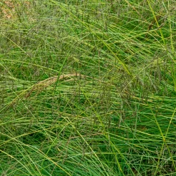 Sporobole à glumes inégales - La graminée parfumée facile