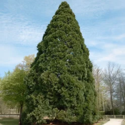 Séquoia géant - L'arbre géant du jardin