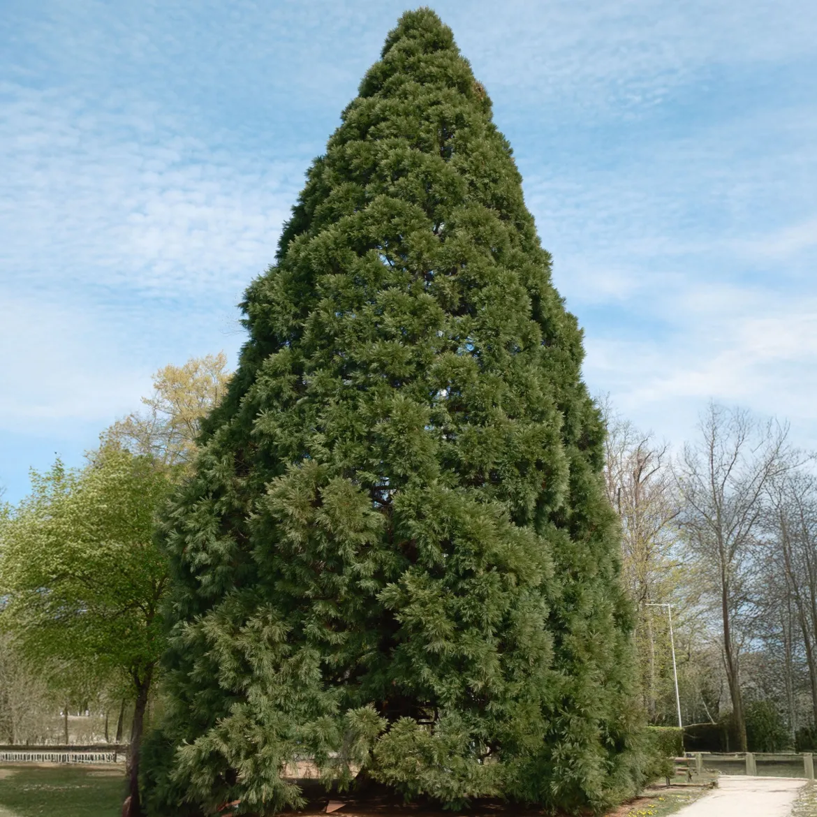 Séquoia géant - L'arbre géant du jardin