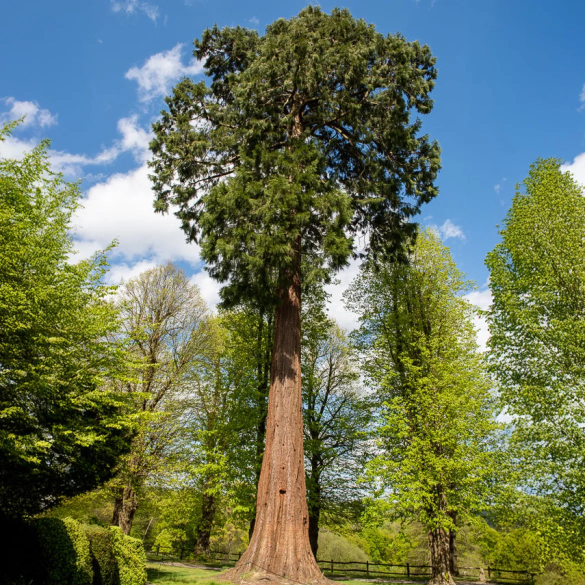 Séquoia géant - L'arbre géant du jardin