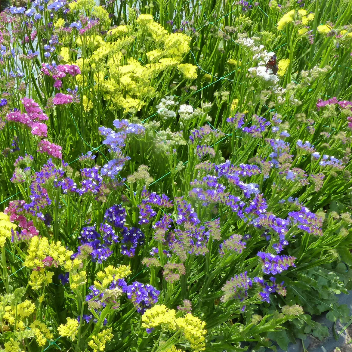 Statices en mélange - Bouquets secs toute l'année
