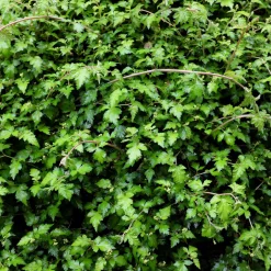 Stephanandra incisa Crispa - Un tapis vert sans effort
