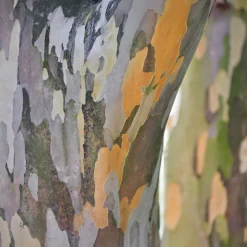 Stewartia - Un arbre, quatre saisons de beauté