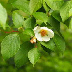 Stewartia - Un arbre, quatre saisons de beauté