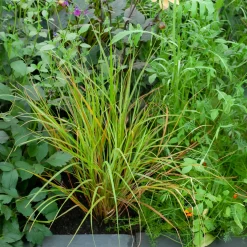 Stipa arundinacea - Un feuillage flamboyant sans effort