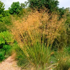 Stipe géante - Un nuage doré au jardin
