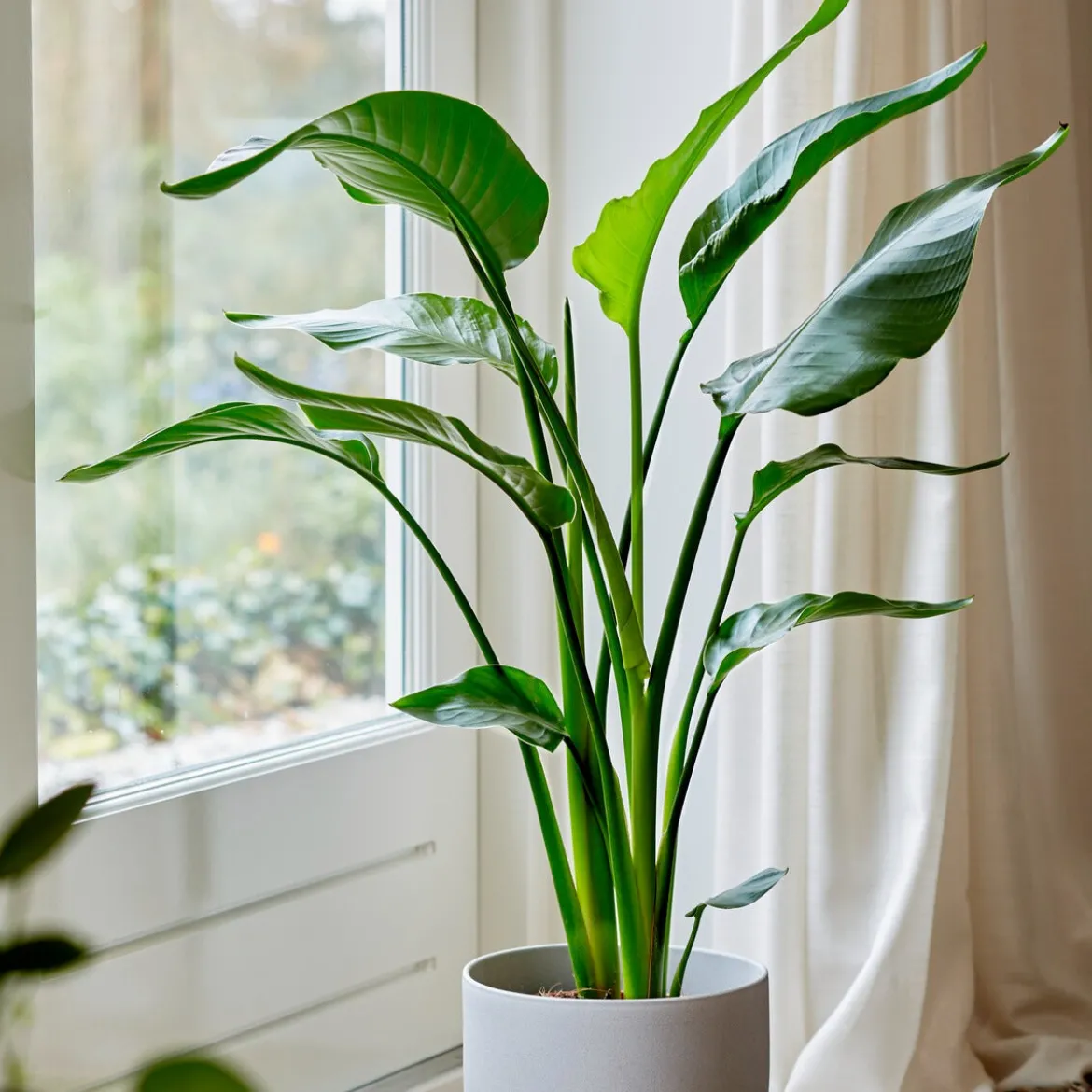 Strelitzia nicolai - Un air de jungle chez vous