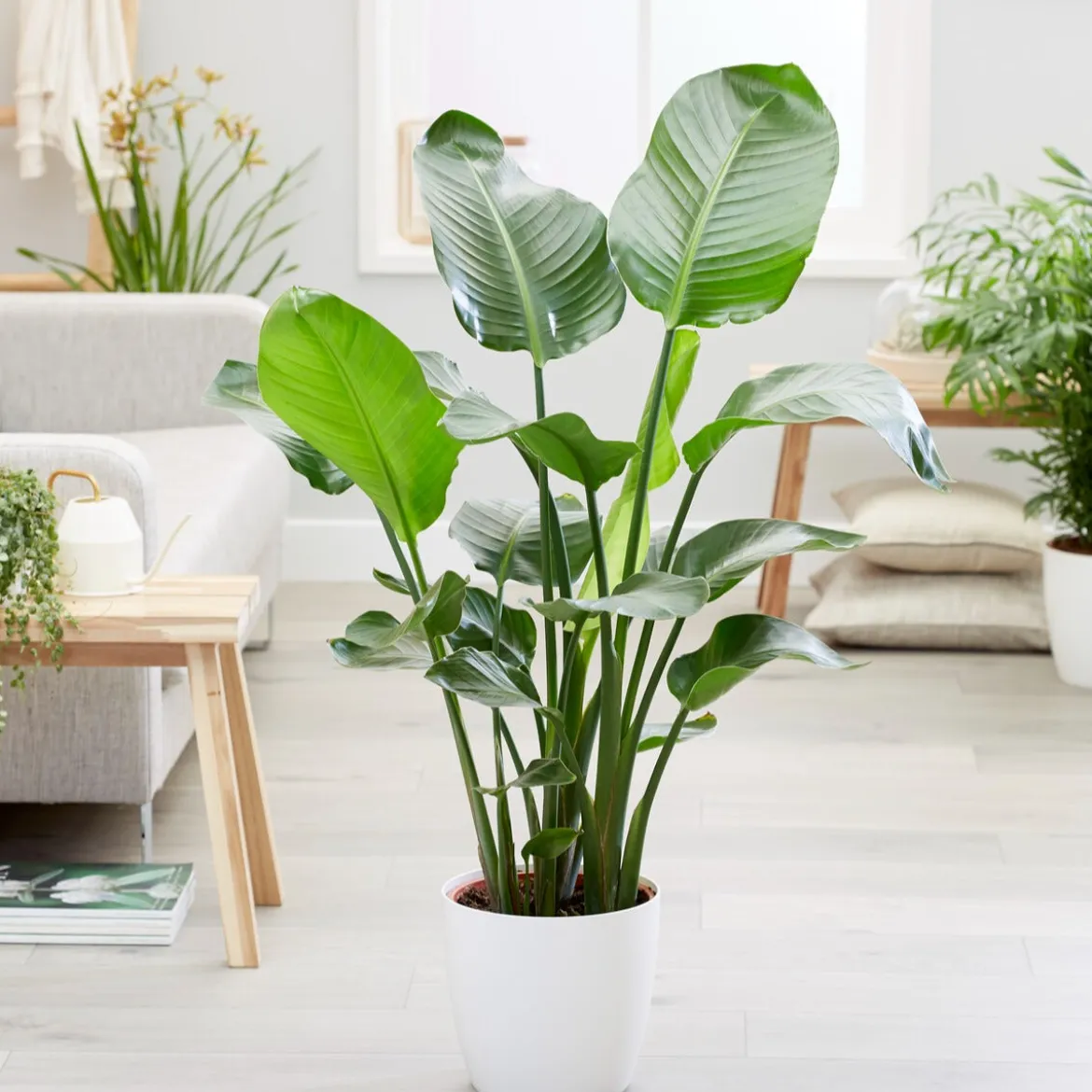Strelitzia nicolai - Un air de jungle chez vous