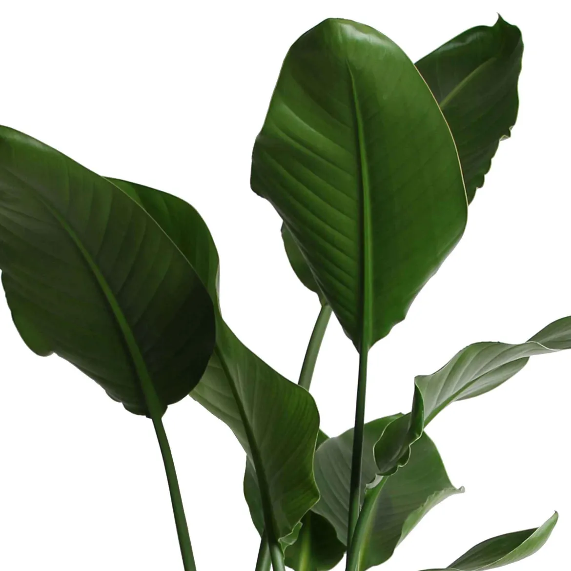 Strelitzia nicolai - Un air de jungle chez vous
